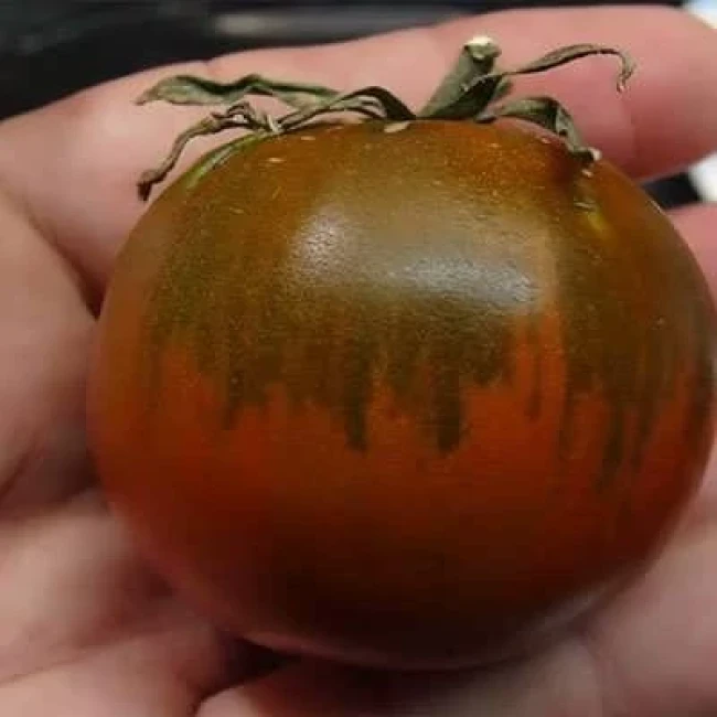 بذر گوجه فرنگی حنایی بوته ای 15 عددی