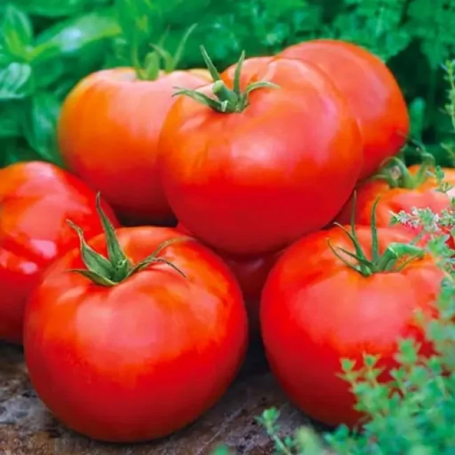 بذر گوجه فرنگی آس 55 (10 عددی)