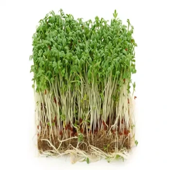 بذر میکروگرین یونجه 20 گرمی 