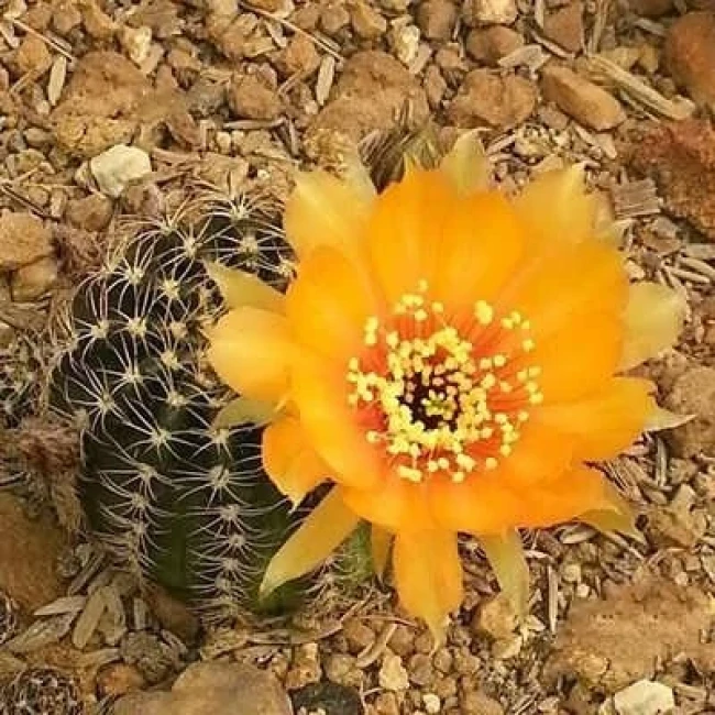 بذر کاکتوس لوبی ویا  5 عددی