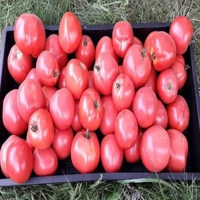 بذر گوجه فرنگی صورتی بوته ای 25 عددی