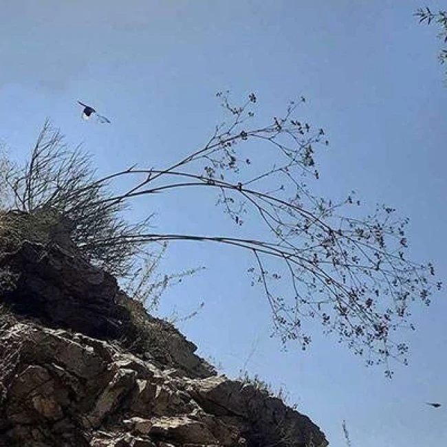بذر سازو واش البرزی 10 عددی