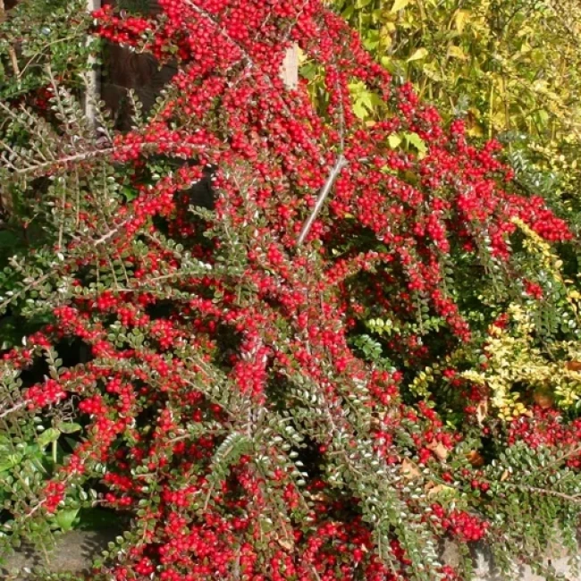 بذر شیرخشت (کتنیستر) 20 عددی 
