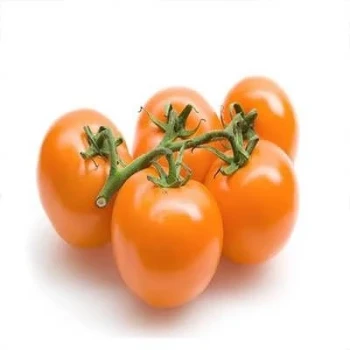 بذر گوجه فرنگی غول پیکر پرتغالی درختی 15 عددی