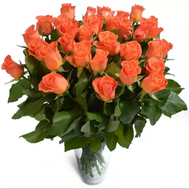 بذر رز هلویی 5 عددی 