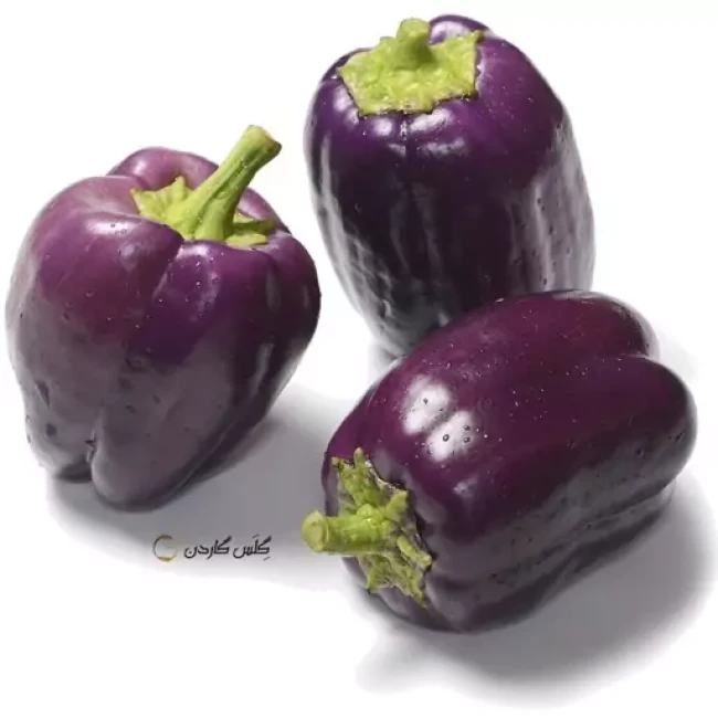 بذر فلفل دلمه ای ارغوانی 10 عددی 