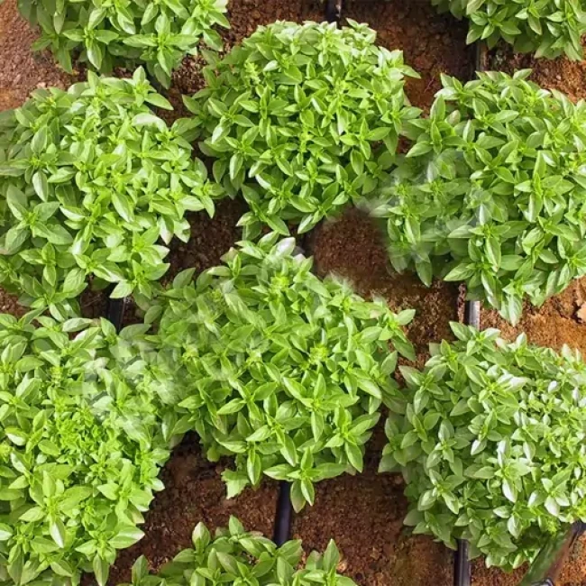 بذر ریحان بوته ای کوتوله یونانی50 عددی