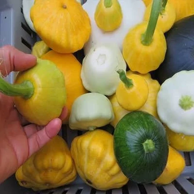بذر کدو ستاره ای میکس 10 عددی