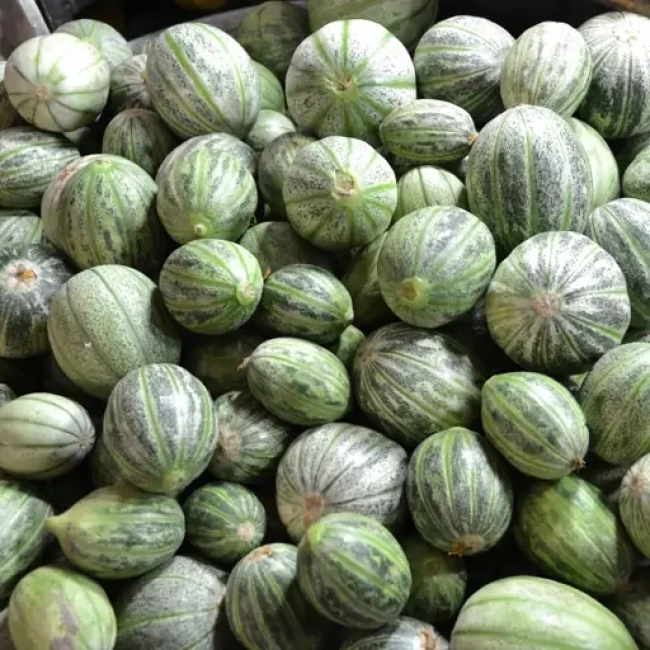 بذر کمبوزه 10 عددی 