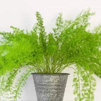 بذر اسپاراکوس 5 عددی