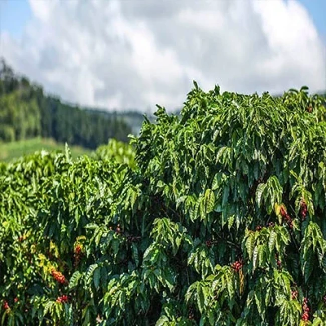 بذر قهوه عربی 5 عددی