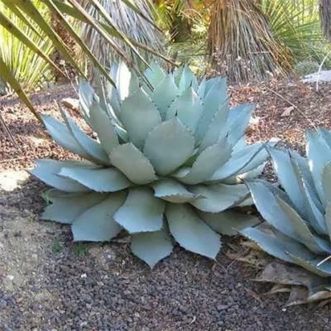 بذر کاکتوس آگاو پاری 2 عددی