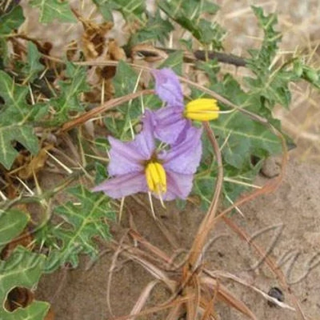 بذر تاجریزی بلوچی 20 عددی