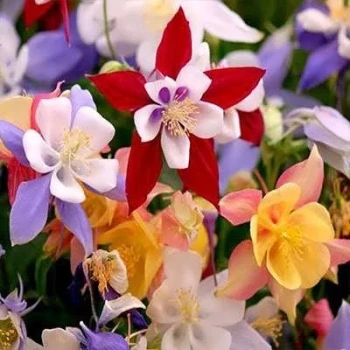 بذر گل تاج الملوک پابلند الوان 1 گرمی