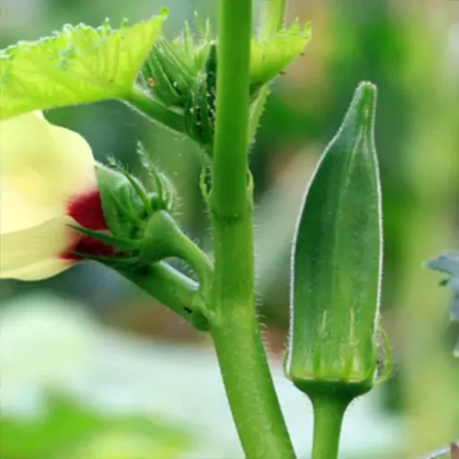 بذر بامیه سلطانی 2 گرم 
