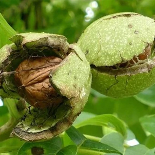 بذر گردو سوزنی 3 عددی
