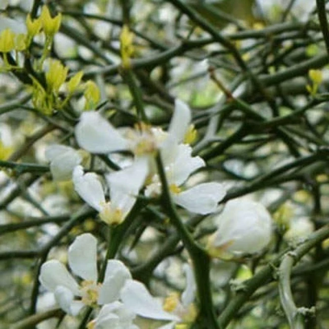 بذر نارنج سه برگ 5 عددی
