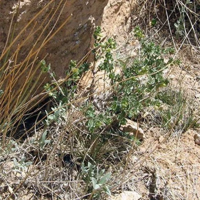 بذر گل اروانه 5 عددی