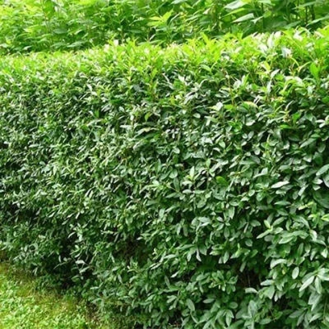 بذر برگ نو چینی 10 عددی