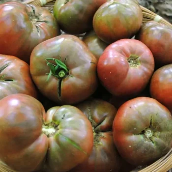 بذر گوجه فرنگی چروکی 10 عددی 