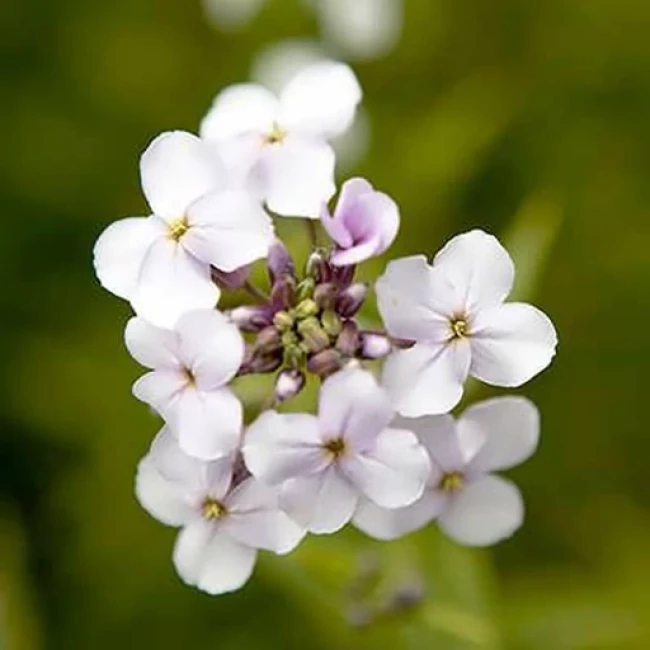 بذر هسپریس بانوان (گل عصر) 20 عددی 