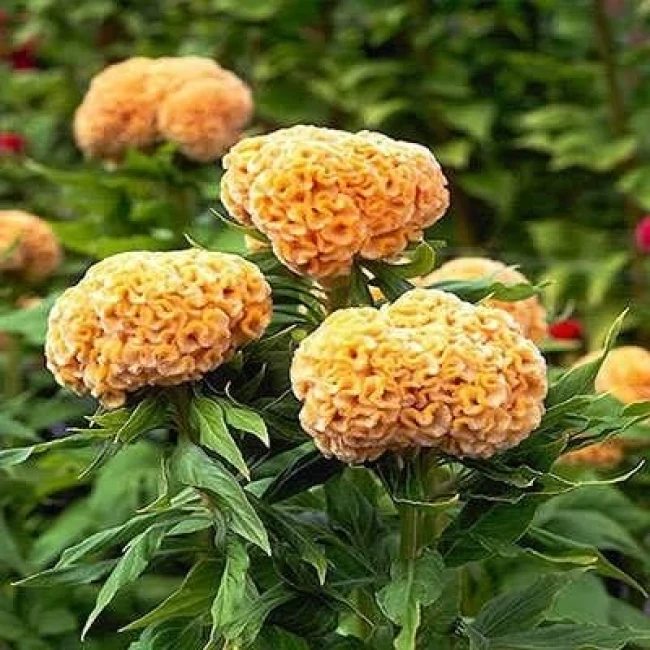 بذر گل تاج خروس چتری پاکوتاه تک رنگ طلایی (گلدانی) 1 گرمی
