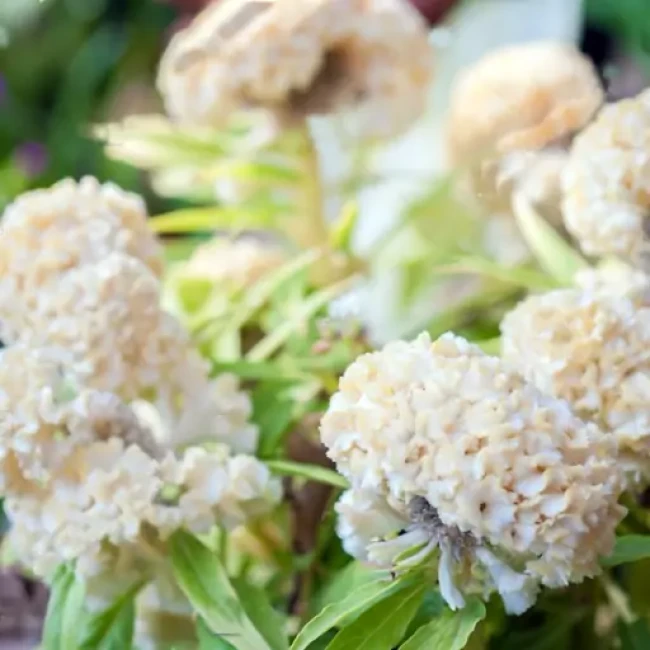 بذر گل تاج خروس سفید 1 گرم 