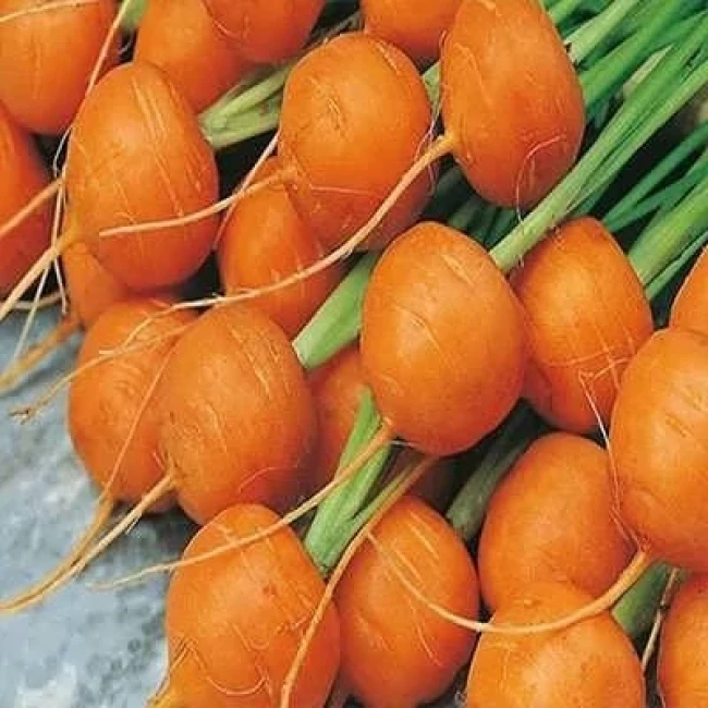 بذر هویج گرد 2 گرمی