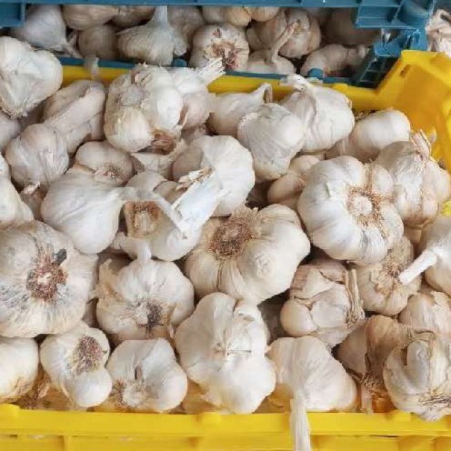 سیر سفید دستچین شده ازسیر همدان (۲ کیلویی)
