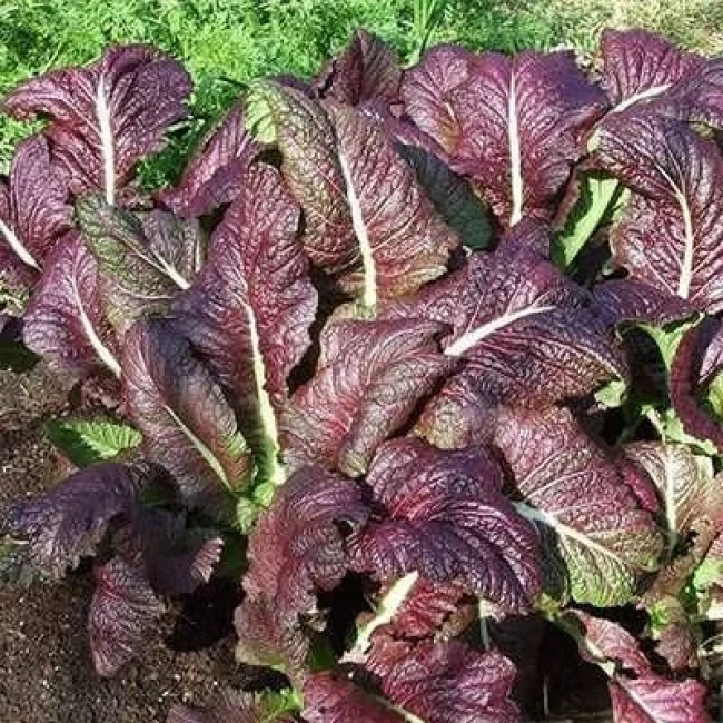 بذر اسفناج ژاپنی قرمز 50 عددی