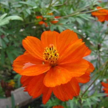 بذر گل ستاره ای نارنجی 30 عددی 
