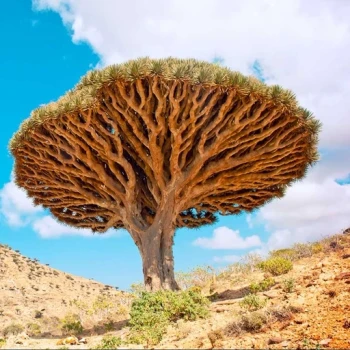 بذر دراگون بلاد 2 عددی 