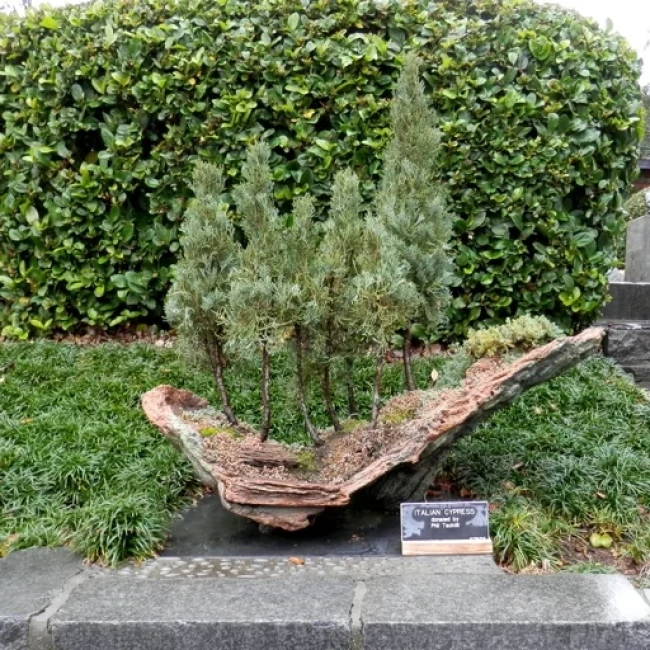 بذر درخت سرو شیراز 20 عددی 