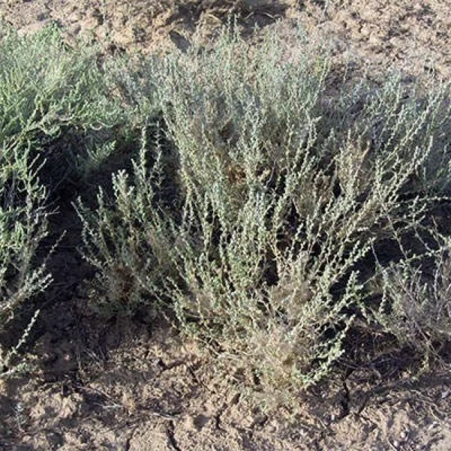 بذر شور بیابانی (گیاه سالسولا) 10 عددی