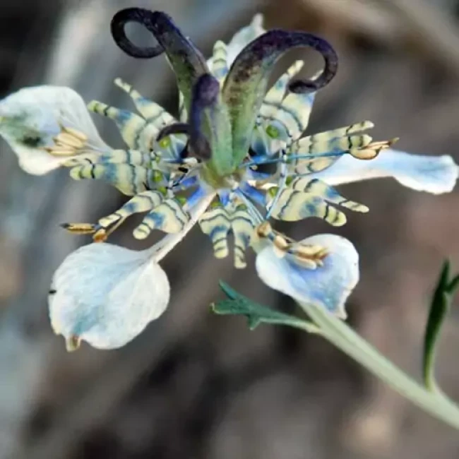 بذر سیاهدانه  1گرمی
