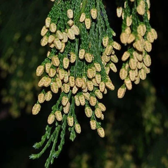 بذر سرو عود 5 عددی