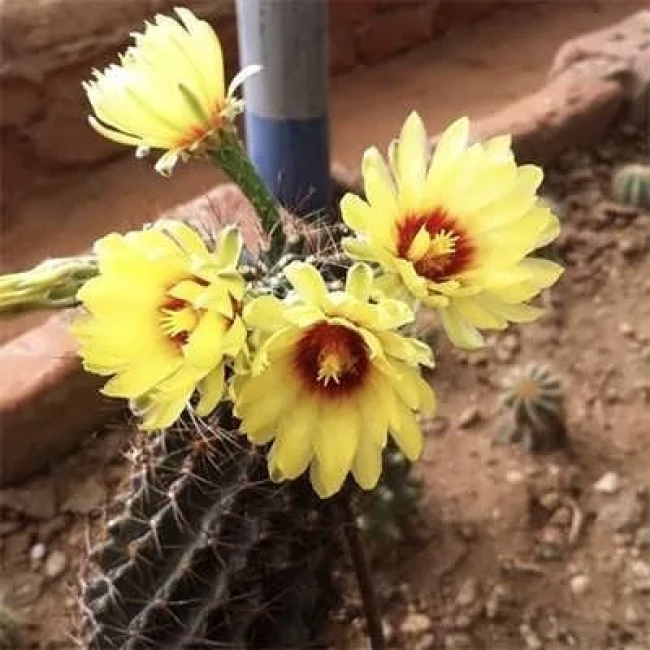 بذر کاکتوس هاماتو 10 عددی