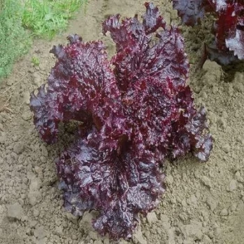 بذر کاهو پیچ ارغوانی 1 گرمی
