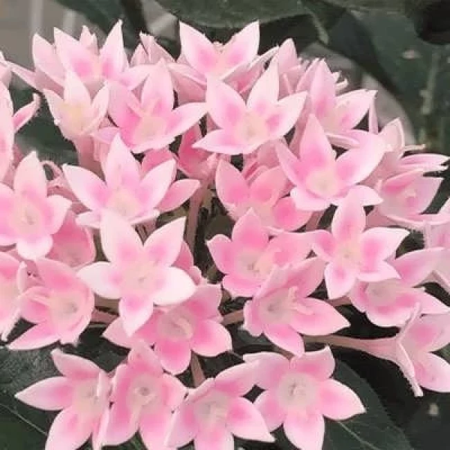 بذر گل ستاره ای پابلند پرگل صورتی 1 گرمی