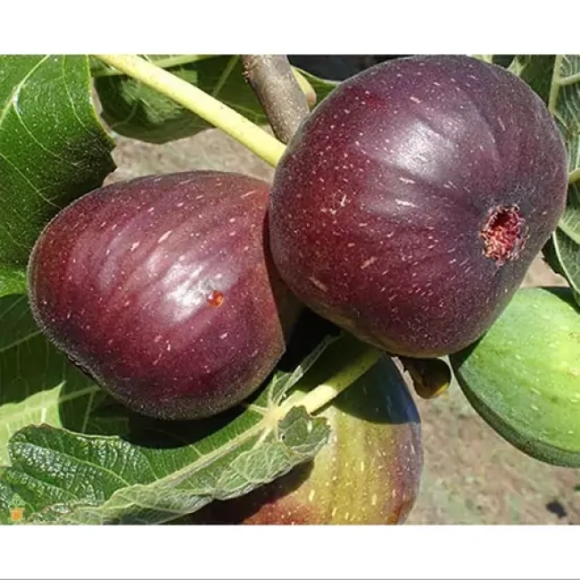 بذر انجیر سیاه 10 عددی 