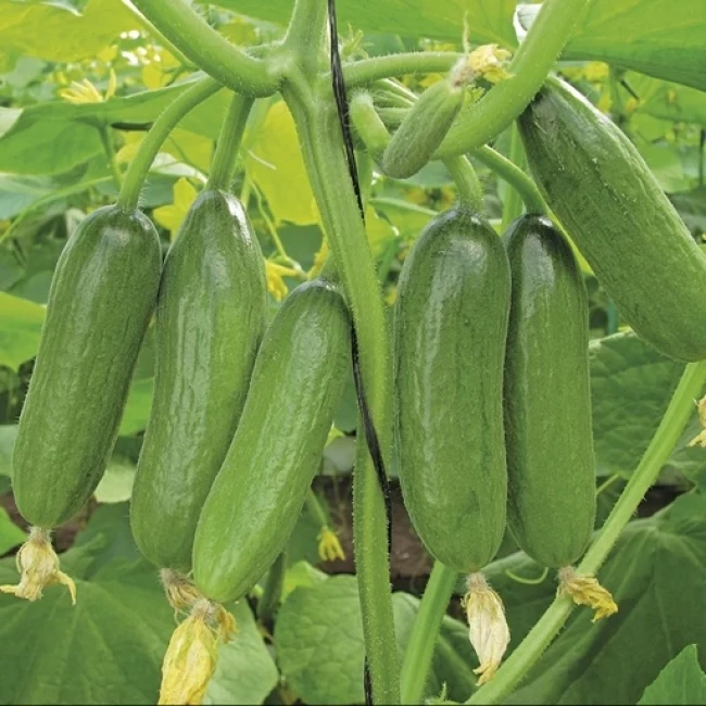 بذر خیار پر بار داووس 20 عددی 
