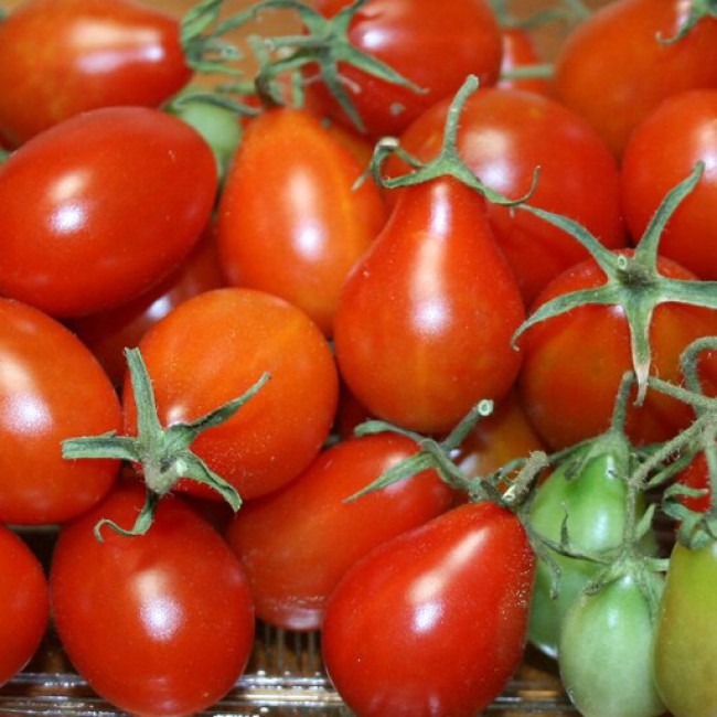 بذر گوجه فرنگی قرمز گلابی 20 عددی 