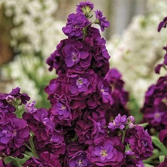 بذر گل صابونی ارغوانی 1 گرمی
