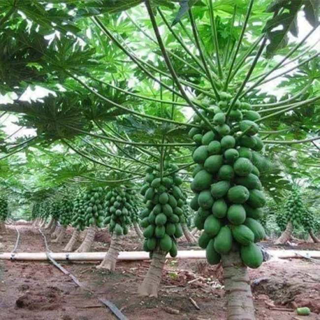 بذر پاپایا تو سرخ 5 عددی 