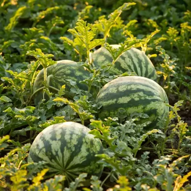 بذر هندوانه دیمی قرمز 10 گرم 