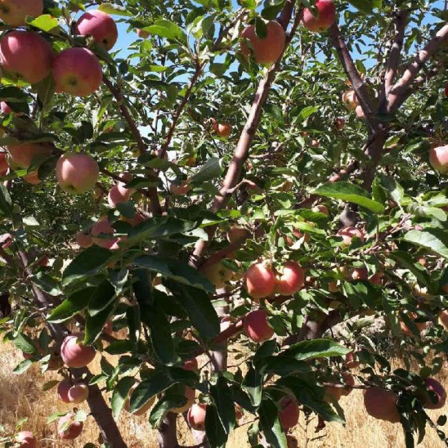 سرکه سیب ارگانیک خانگی