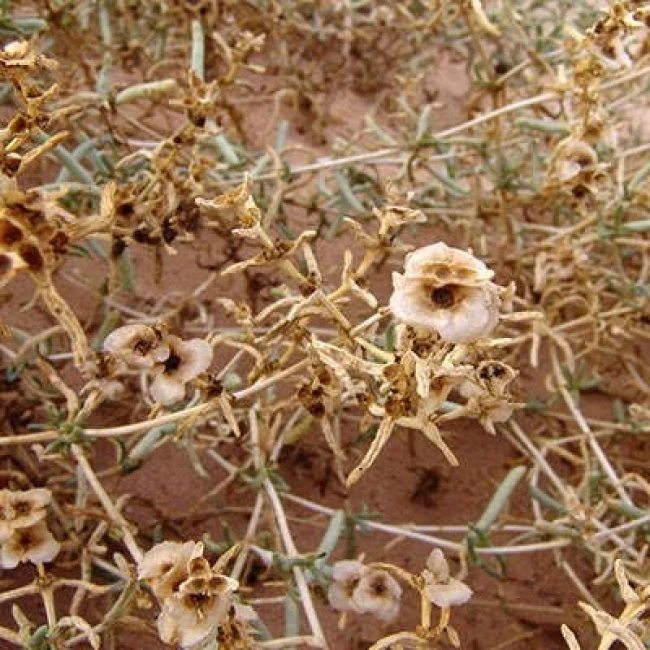 بذر اشنان 10 عددی