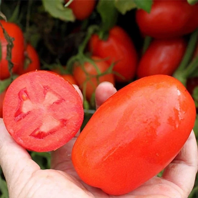 بذر گوجه فرنگی سوپر چف  1 گرم 