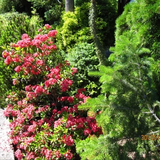 بذر کاج نراد برنمولریانا 2 عددی