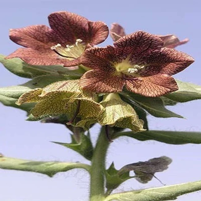 بذر بنگدانه مشبک 20 عددی
